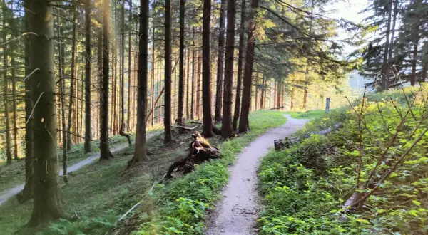 Ścieżka w lesie, tworząca pętlę, prowadzi przez gęsty las iglasty. Słońce przebija się przez drzewa, oświetlając zieloną roślinność.
