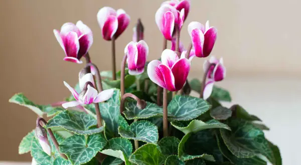 Un bouquet de cyclamens aux fleurs roses et blanches, parfait pour un entretien facile et une touche de couleur.