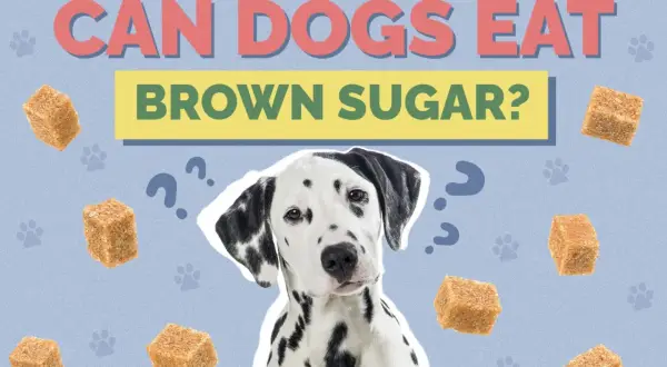 A Dalmatian dog looks confused surrounded by brown sugar cubes and question marks, asking "Can dogs have brown sugar?