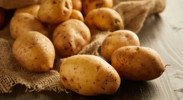 Ziemniaki na worku jutowym. Czy pies może jeść ziemniaki? Surowe lub ugotowane ziemniaki są bezpieczne dla psów w małych ilościach.