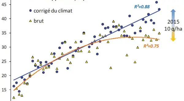 Graphique montrant l'évolution du rendement du blé tendre de 1960 à 2020. Les points bleus représentent le rendement corrigé du climat, les triangles jaunes le rendement brut.