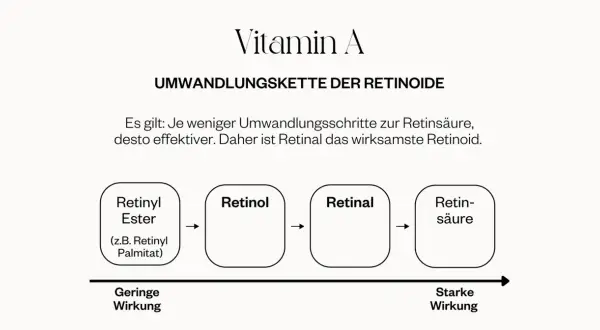 Schema zeigt Vitamin A Umwandlungskette: Retinyl Ester, Retinol, Retinal, Retinsäure. Je weniger Schritte, desto effektiver. Retinal ist am wirksamsten.