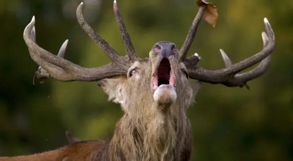 Un ciervo macho con astas impresionantes emite un potente bramido, anunciando la llegada de **la berrea** en el bosque.