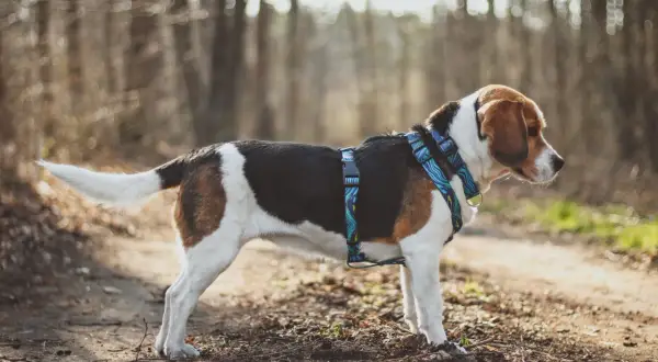 Beagle w kolorowych szelkach dla beagla na leśnej ścieżce.