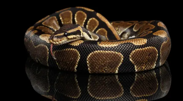 Python Królewski: Jak wybrać i wyposażyć idealne terrarium?