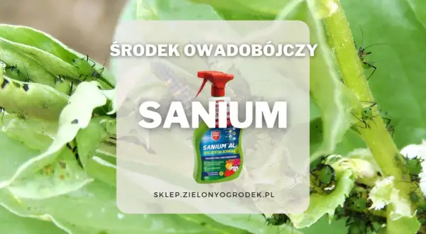 Zielone mszyce na liściach. Obok butelka środka owadobójczego Sanium, który pomoże w walce ze szkodnikami.