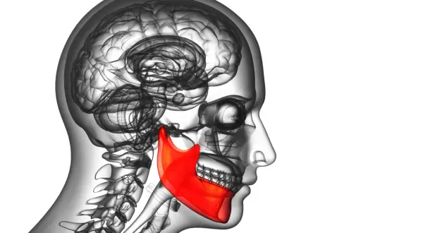 Illustrazione anatomica del cervello e della mandibola in evidenza rossa, che potrebbe rappresentare il movimento involontario di battere i denti.