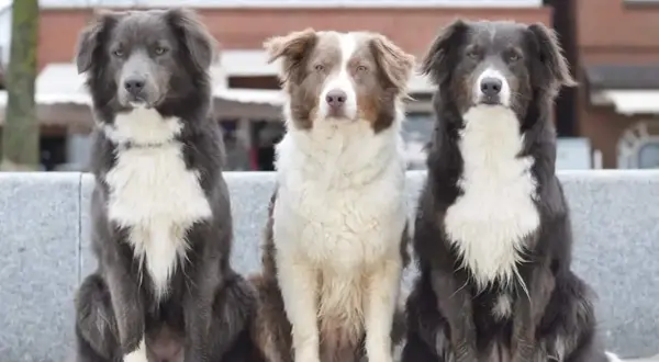 Drei Hunde mit unterschiedlichen australian shepherd farben sitzen nebeneinander. Links ein grauer, in der Mitte ein braun-weißer und rechts ein schwarz-weißer.