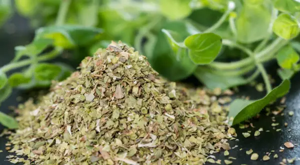 Góra suszonego oregano, idealna do pizzy, sosów i sałatek. W tle świeże liście tej aromatycznej przyprawy.