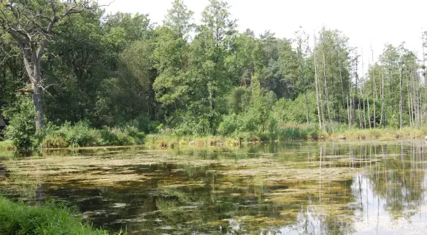 Spokojne stawy w Leśnicy, otoczone bujną zielenią drzew i odbijające się w wodzie, tworzą malowniczy krajobraz.