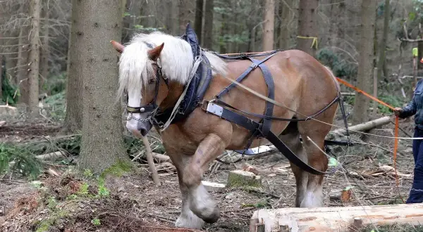 Potężny kon pociagowy w uprzęży pracuje w lesie, pomagając w transporcie ściętych drzew.