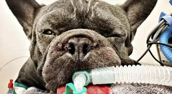 Französische Bulldogge mit Beatmungsschlauch, die gerade inhalieren muss.