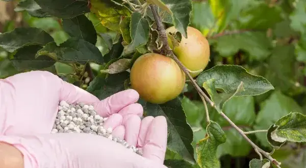 Jakie nawozy pod jabłonie na wiosnę zapewnią zdrowe plony?