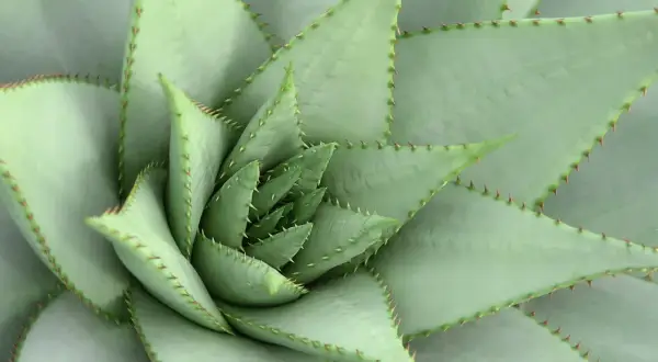 Close-up van een succulente plant met stekelige bladranden, die de veerkracht symboliseert bij hsp psychosomatische klachten.