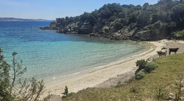 Due mucche pascolano su una spiaggia sabbiosa dell'isola di Culuccia, con acque cristalline e rocce verdi.