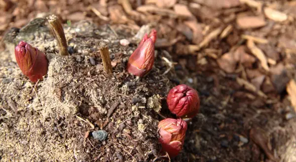 Rote Pfingstrosen-Knospen sprießen aus der Erde. Ein Zeichen, dass die Pfingstrosen vermehren und bald blühen werden.