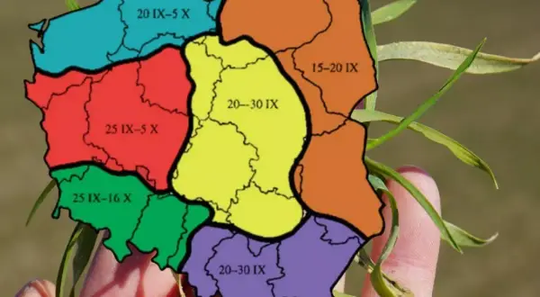 Mapa Polski z zaznaczonymi terminami siewu pszenżyta ozimego. Różne kolory oznaczają różne okresy, np. 20 IX-5 X.