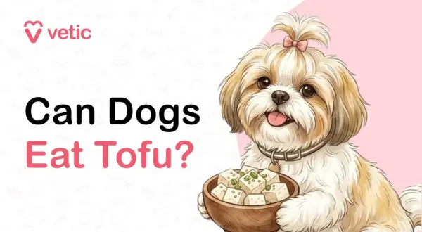 A cute Shih Tzu dog holds a bowl of tofu, asking "Can Dogs Eat Tofu?".