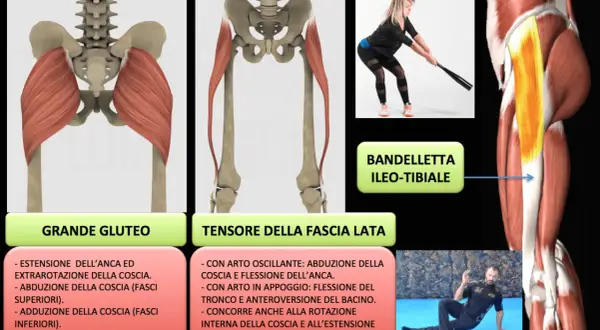 Anatomia del grande gluteo e del tensore della fascia lata, con esercizi per rafforzare i muscoli.