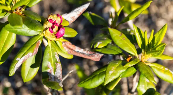 Rododendron z widocznymi objawami chorób: brązowe plamy i biały nalot na liściach. Pąki kwiatowe w kolorze różowym.