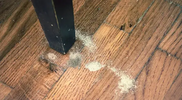 Segni di un tarlo insetto sul parquet. La polvere fine indica la presenza di questi parassiti nel legno.