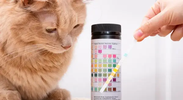 Ruda kotka obserwuje test paskowy do badania ph moczu kota. Pasek z próbką moczu porównywany jest z kolorową skalą.