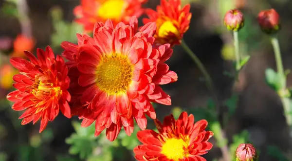 Leuchtend rote, winterharte Chrysanthemen blühen im Sonnenschein. Ihre gelben Zentren strahlen Wärme aus, während Knospen auf weitere Blüten warten.