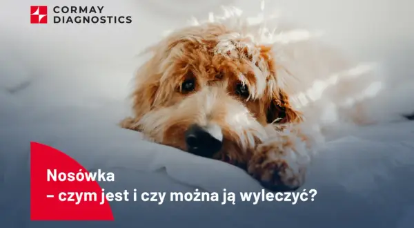 Smutny piesek leży na białym tle. Tekst informuje o chorobie "Nosówka - czym jest i czy można ją wyleczyć?".