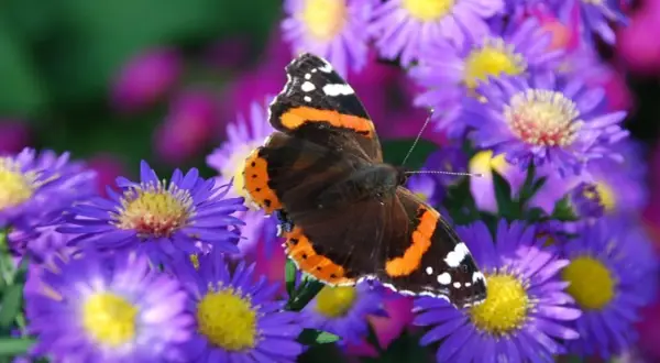 Motyl admirał na fioletowych marcinkach.