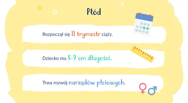 Płód ma 8-9 cm długości ciemieniowo-siedzeniowej. Rozpoczyna się II trymestr ciąży, trwa rozwój narządów płciowych.
