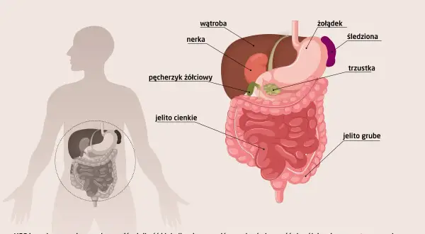 Ilustracja przedstawia narządy jamy brzusznej, które można zbadać podczas badań USG. Widoczne są wątroba, nerka, żołądek, jelito cienkie i grube, trzustka, śledziona i pęcherzyk żółciowy.