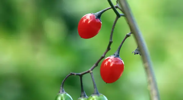 Zwei leuchtend rote Beeren hängen an einem Ast, während unten noch grüne Beeren wachsen. Ein **strauch mit roten beeren** in voller Pracht.