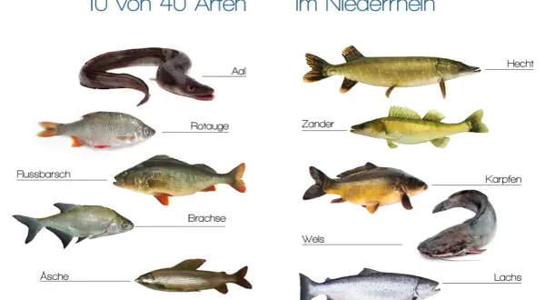 Vielfalt im Niederrhein: Aal, Rotauge, Flussbarsch, Brachse, Äsche, Hecht, Zander, Karpfen, Wels und Lachs – zehn von 40 Arten von Fischen im Rhein.