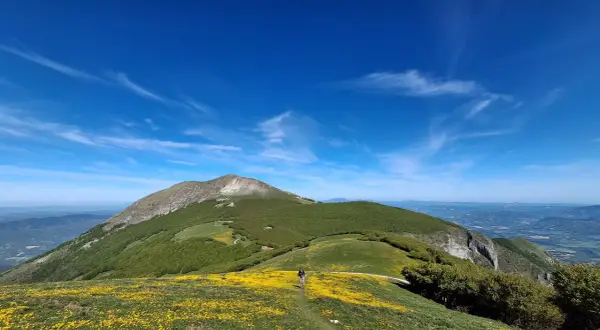 Sentiero fiorito sul Monte Catria, cosa vedere: un paesaggio mozzafiato con un escursionista e il suo cane tra i prati gialli e il verde lussureggiante.