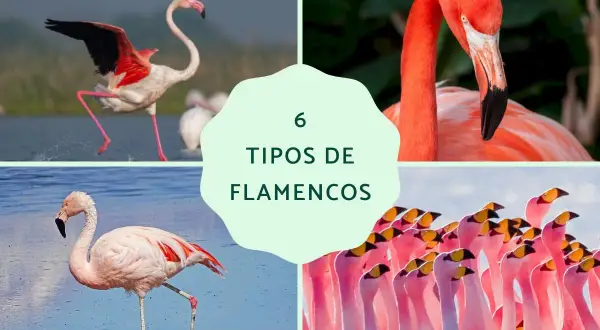 Seis tipos de flamencos: flamenco común, del Caribe, chileno y de James. Conoce sus nombres y diferencias.