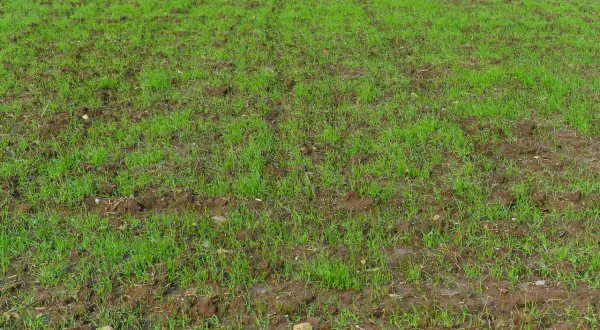 Młoda, zielona trawa zaczyna kiełkować na wilgotnej, ciemnej ziemi. To efekt prac, by siać trawę na starym trawniku, który odzyska dawny blask.