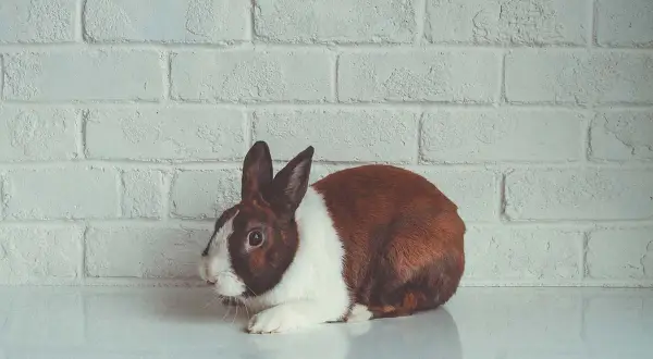 Ein braun-weißes Kaninchen liegt auf einer weißen Fläche vor einer weißen Ziegelwand. Es wirkt lethargisch, ein mögliches Zeichen, dass das Kaninchen im Sterben liegt.