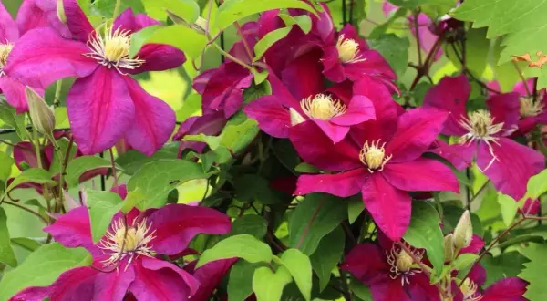 Clematis vibrantes adornan este jardín. Sus flores moradas y hojas verdes crean un espectáculo natural.