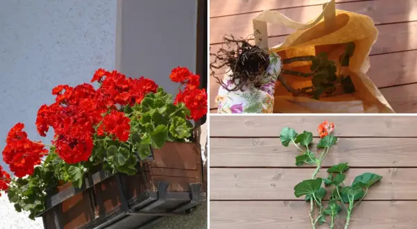 Jak przezimować pelargonie w kartonie: przygotowanie sadzonek, korzenie w torbie, pędy na desce.