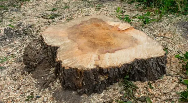 Duży pień po ściętym drzewie, otoczony zrębkami. Widać ślady po pracy maszyny do usuwania korzeni.