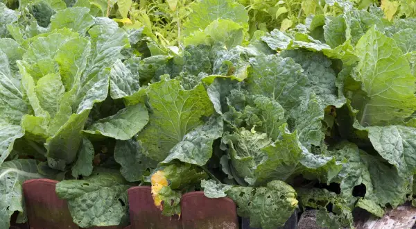 Frisch gewachsene Chinakohl Pflanzen im Garten. Die großen, grünen Blätter sind üppig und zeigen erste Anzeichen von Fraßstellen.