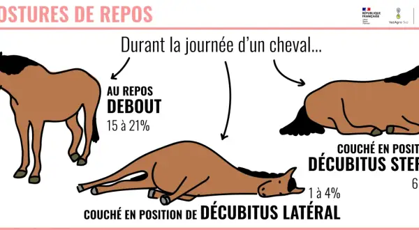 Un cheval peut-il vivre seul ? L'image montre un cheval au repos debout, couché sur le sternum et couché sur le flanc, illustrant ses différentes postures de repos durant la journée.