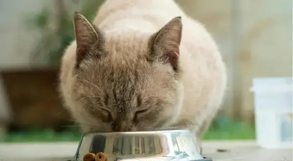 Gato siamés comiendo de un cuenco metálico. Aprende cómo alimentar a un gato con esta imagen.