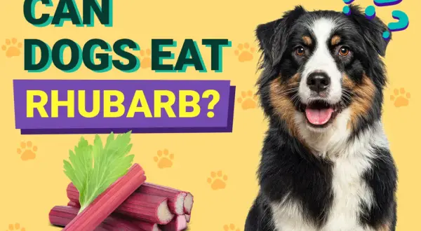 A dog sits next to rhubarb stalks and leaves with question marks above its head.