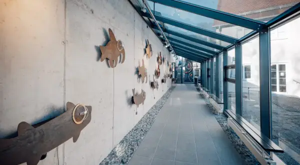 Im **Alamannenmuseum Ellwangen** schwimmen rostige Fisch-Skulpturen an einer Betonwand entlang. Ein Glasgang führt in die Tiefe.