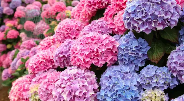 Un tripudio di fioritura ortensie rosa, viola e blu, un tappeto di petali che incanta lo sguardo.