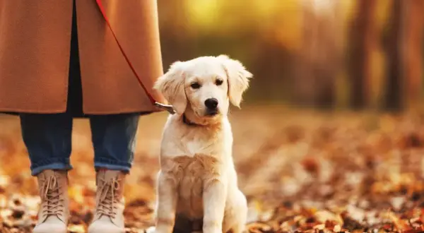 Szczeniak golden retriever siedzi przy nodze właściciela na tle jesiennych liści. Idealny moment, by nauczyć psa chodzić przy nodze.