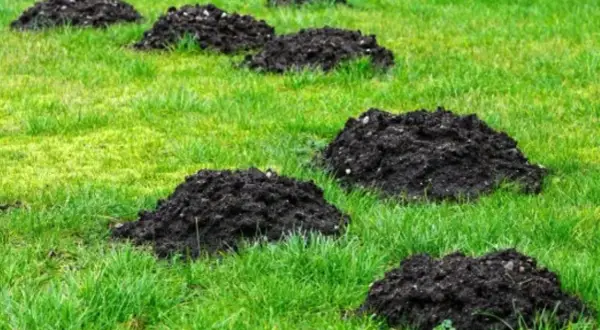 Skuteczne sposoby na pozbycie się kretów z działki bez bólu