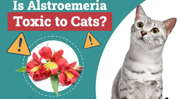 A curious cat looks up, while red alstroemeria flowers are shown with a warning sign, asking if alstroemeria is toxic to cats.