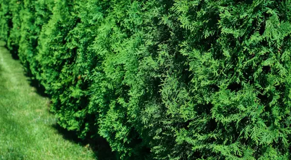 Gęsty żywopłot z soczystych, zielonych tui. Widać, że tuje są zdrowe, pełne życia i pięknie się rozrastają, tworząc naturalną barierę.